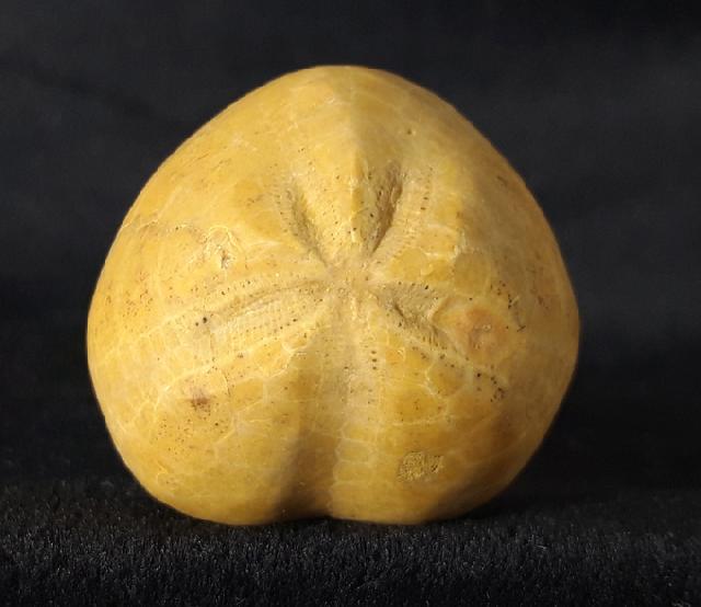 Plesiaster tranghayensis (LAMBERT 1936) - Bild &copy; FossNet FossilienStore